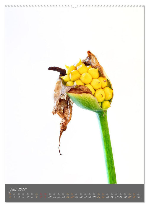 Blütenmetamorphosen (CALVENDO Premium Wandkalender 2025)