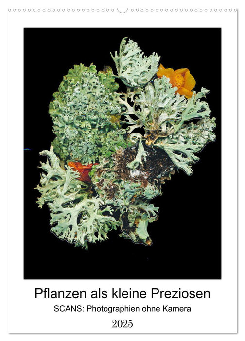 Pflanzen als kleine Preziosen (CALVENDO Wandkalender 2025)