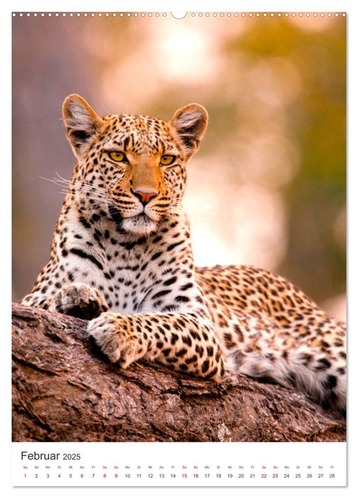 Leoparden - Die Beute im Visier. (CALVENDO Wandkalender 2025)