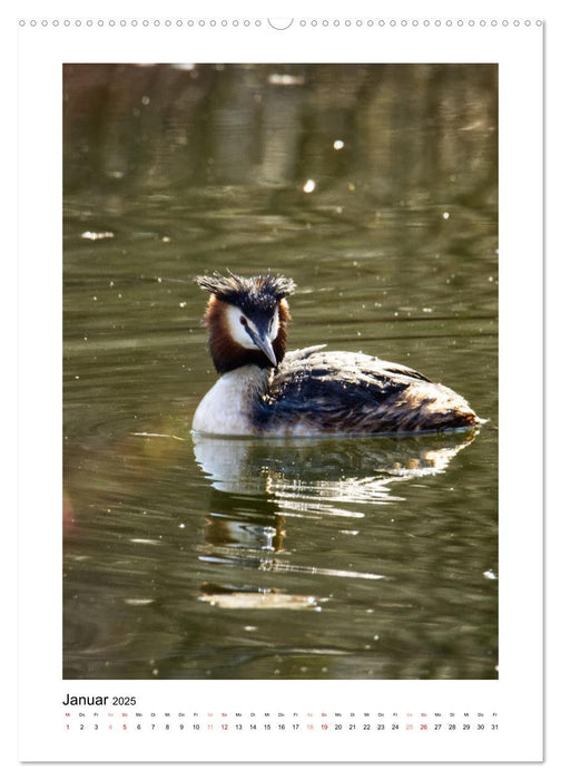 Mein Steinertsee (CALVENDO Premium Wandkalender 2025)