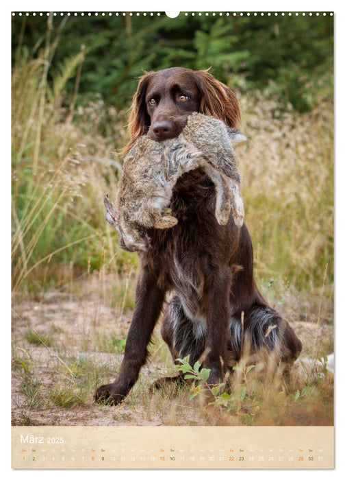 Deutsch Langhaar Butz - Jagdhund mit Passion und Herzblut (CALVENDO Wandkalender 2025)