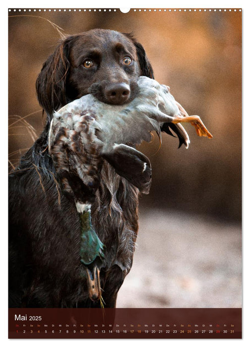 Deutsch Langhaar Butz - Jagdhund mit Passion und Herzblut (CALVENDO Wandkalender 2025)