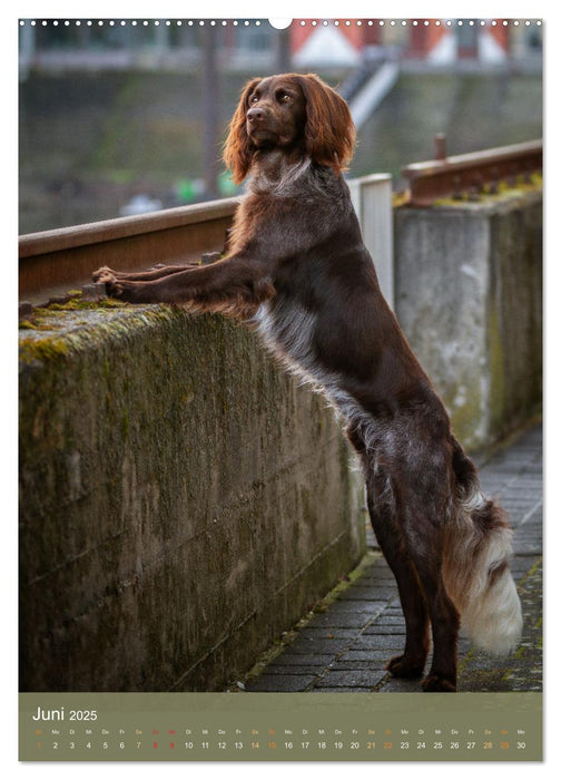 Deutsch Langhaar Butz - Jagdhund mit Passion und Herzblut (CALVENDO Wandkalender 2025)