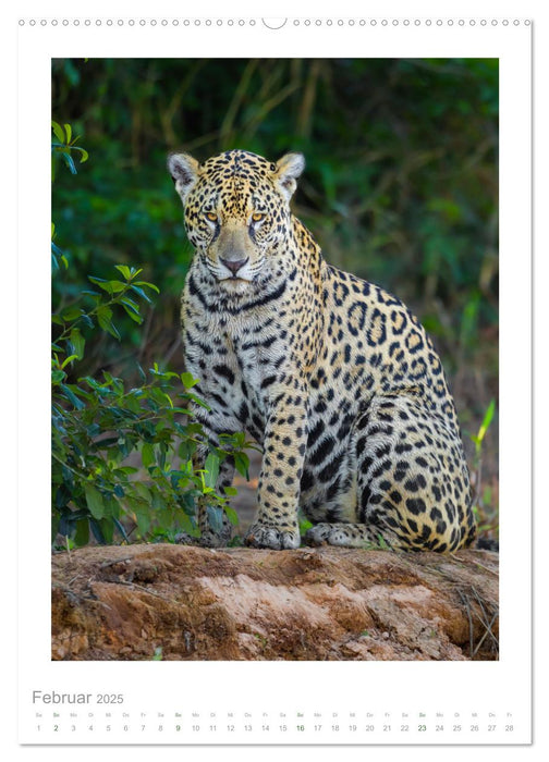 Pantanal – Einzigartiges Wildlife-Paradies (CALVENDO Premium Wandkalender 2025)