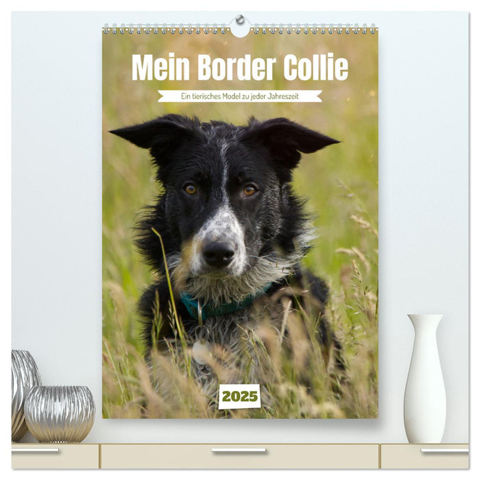 Mein Border Collie (CALVENDO Premium Wandkalender 2025)
