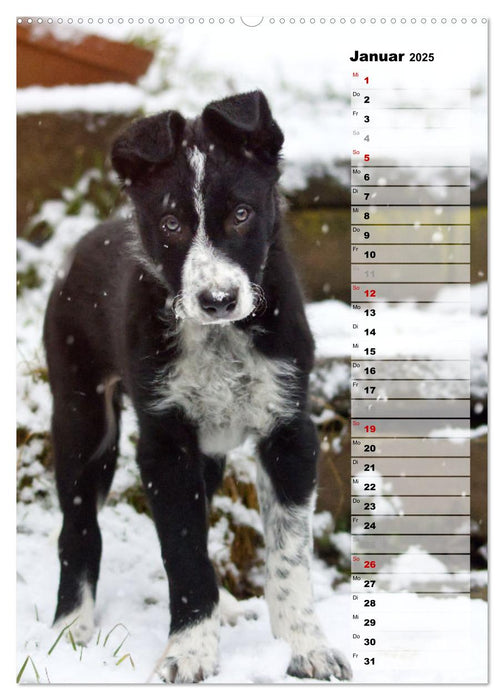 Mein Border Collie (CALVENDO Premium Wandkalender 2025)