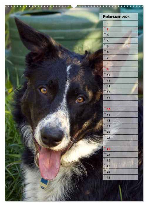 Mein Border Collie (CALVENDO Premium Wandkalender 2025)