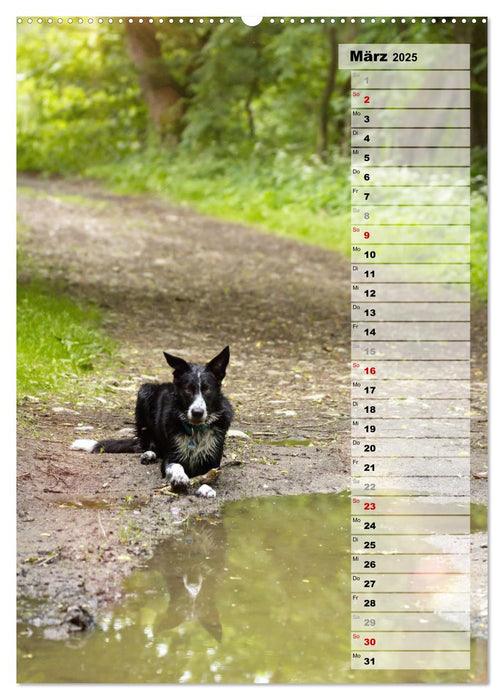 Mein Border Collie (CALVENDO Premium Wandkalender 2025)