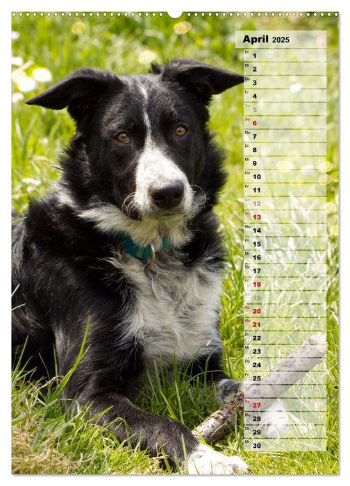 Mein Border Collie (CALVENDO Premium Wandkalender 2025)