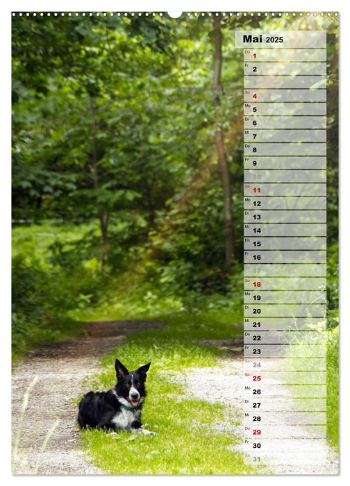 Mein Border Collie (CALVENDO Premium Wandkalender 2025)