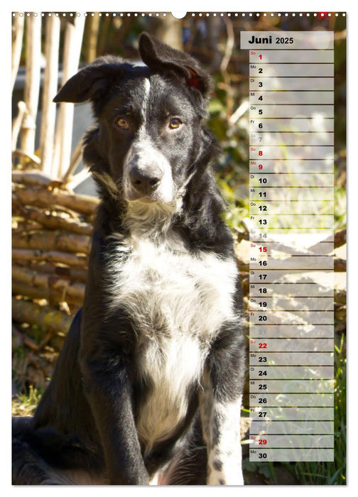 Mein Border Collie (CALVENDO Premium Wandkalender 2025)