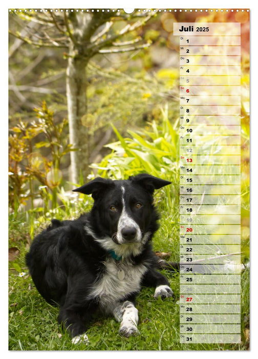 Mein Border Collie (CALVENDO Premium Wandkalender 2025)