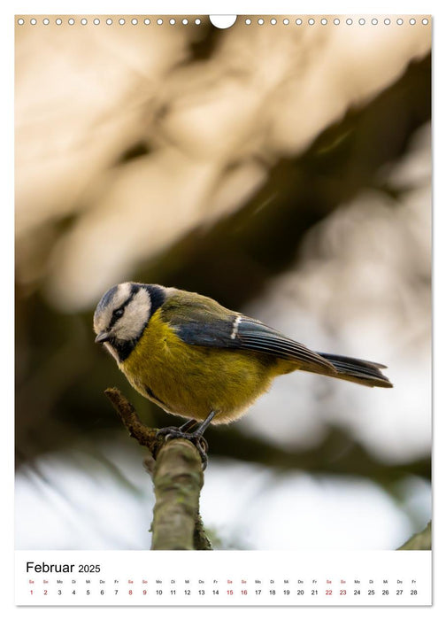 Heimische Vögel in Ihren Gärten (CALVENDO Wandkalender 2025)