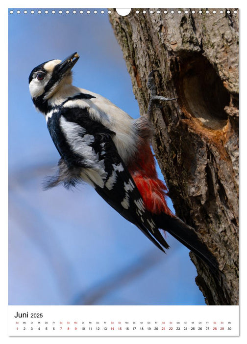 Heimische Vögel in Ihren Gärten (CALVENDO Wandkalender 2025)
