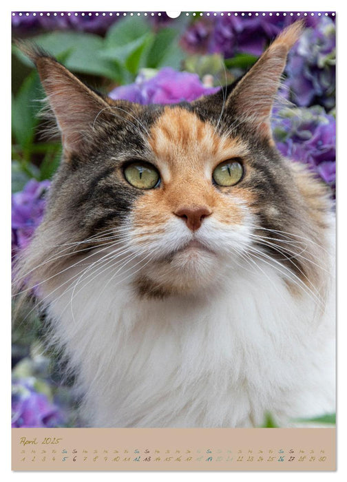 Plüschige Katzen im Garten (CALVENDO Wandkalender 2025)