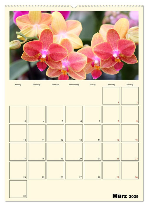 Orchideenträume (CALVENDO Wandkalender 2025)