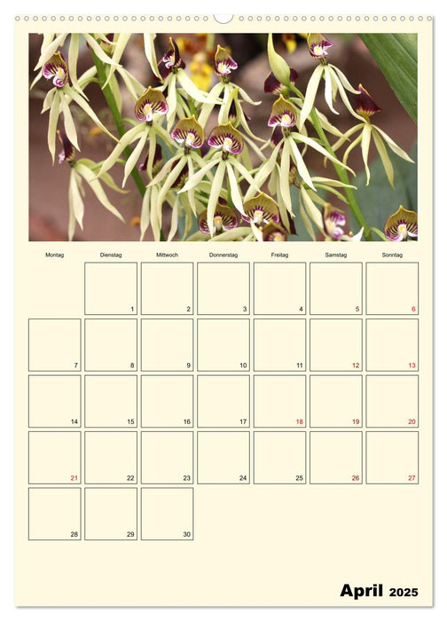 Orchideenträume (CALVENDO Wandkalender 2025)