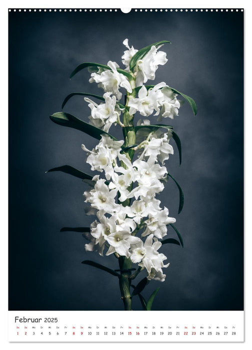 Orchideen Zauber (CALVENDO Premium Wandkalender 2025)