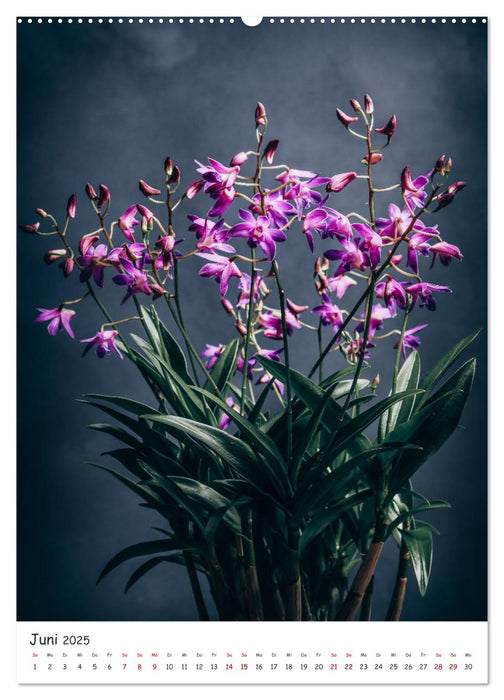 Orchideen Zauber (CALVENDO Premium Wandkalender 2025)