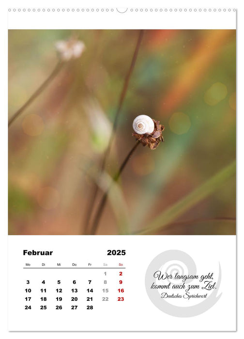 Schnecklein (CALVENDO Premium Wandkalender 2025)