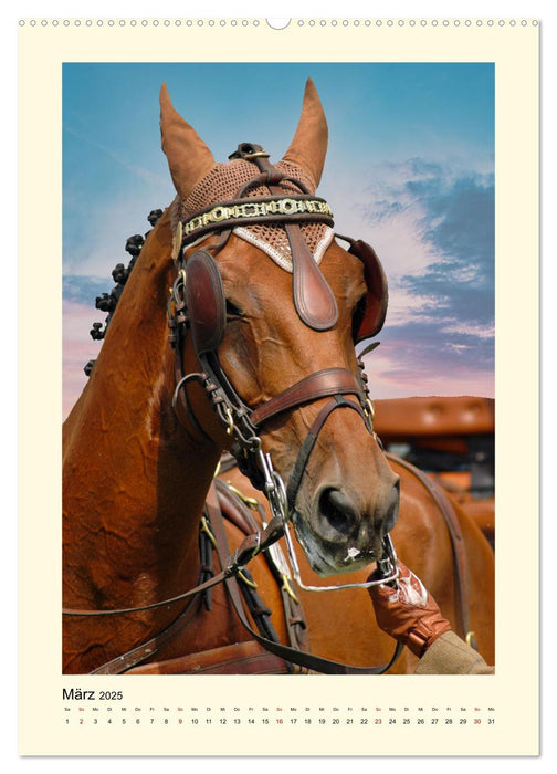 Kutschpferde im Portait (CALVENDO Premium Wandkalender 2025)