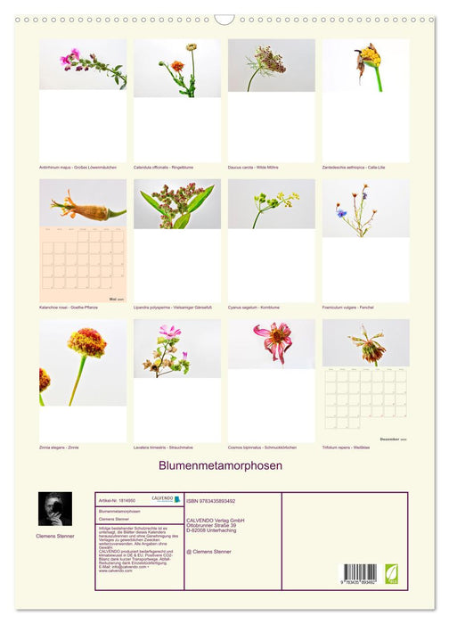 Blumenmetamorphosen (CALVENDO Wandkalender 2025)