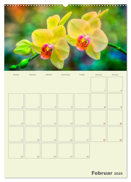 Nachtfalterorchideen in High Dynamic (CALVENDO Premium Wandkalender 2025)