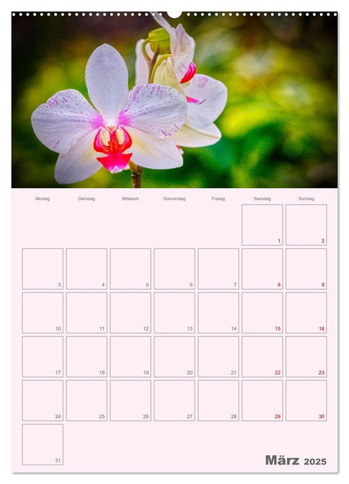 Nachtfalterorchideen in High Dynamic (CALVENDO Premium Wandkalender 2025)