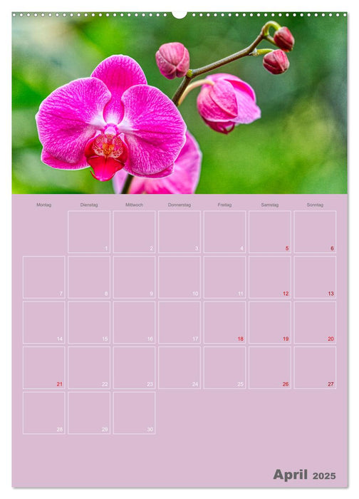 Nachtfalterorchideen in High Dynamic (CALVENDO Premium Wandkalender 2025)