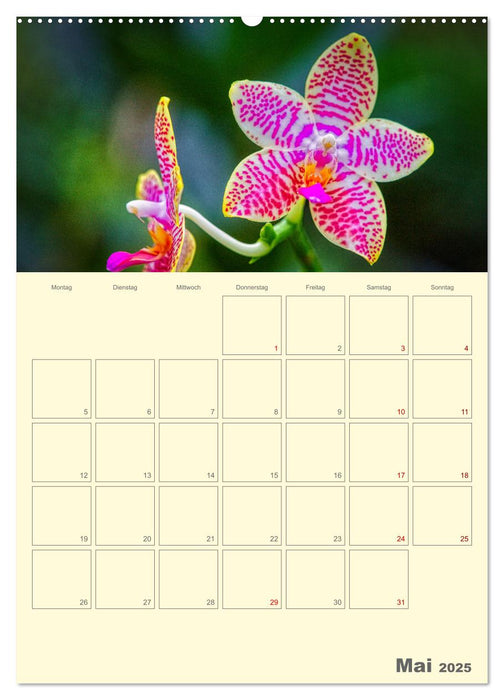 Nachtfalterorchideen in High Dynamic (CALVENDO Premium Wandkalender 2025)