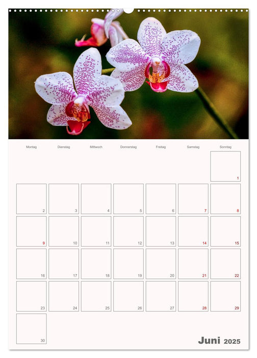 Nachtfalterorchideen in High Dynamic (CALVENDO Premium Wandkalender 2025)