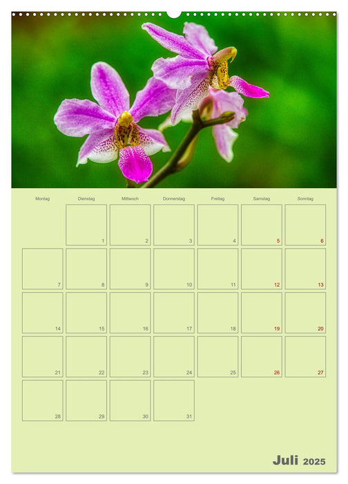 Nachtfalterorchideen in High Dynamic (CALVENDO Premium Wandkalender 2025)