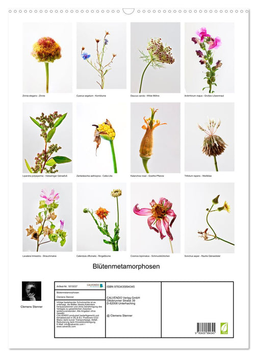 Blütenmetamorphosen (CALVENDO Wandkalender 2025)
