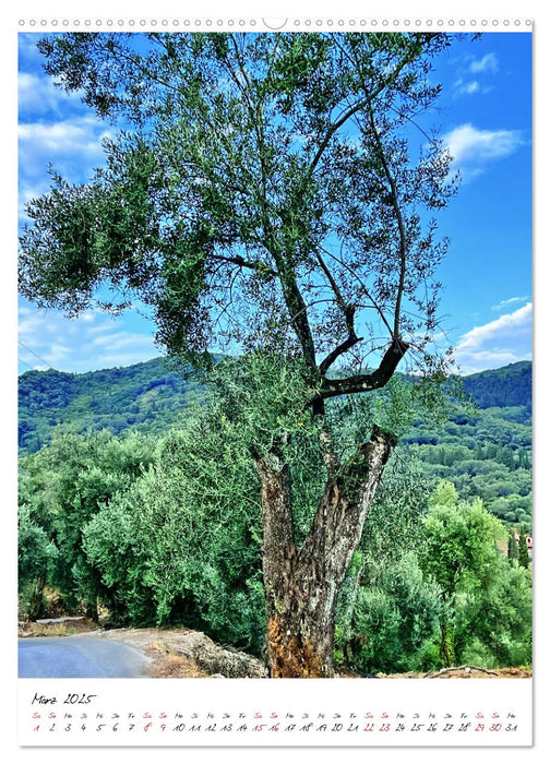 Faszinierende Olivenbäume (CALVENDO Premium Wandkalender 2025)