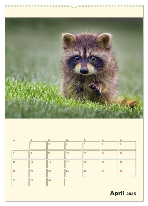 Drolliger Waschbär (CALVENDO Premium Wandkalender 2025)