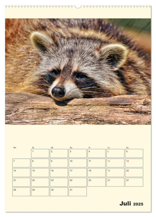 Drolliger Waschbär (CALVENDO Premium Wandkalender 2025)