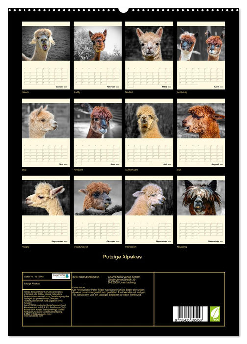 Putzige Alpakas (CALVENDO Premium Wandkalender 2025)