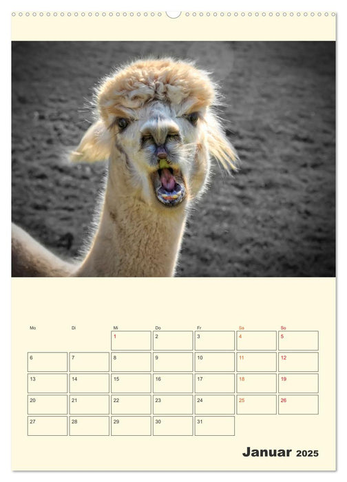 Putzige Alpakas (CALVENDO Premium Wandkalender 2025)