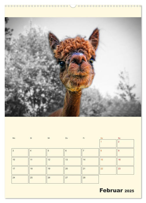 Putzige Alpakas (CALVENDO Premium Wandkalender 2025)