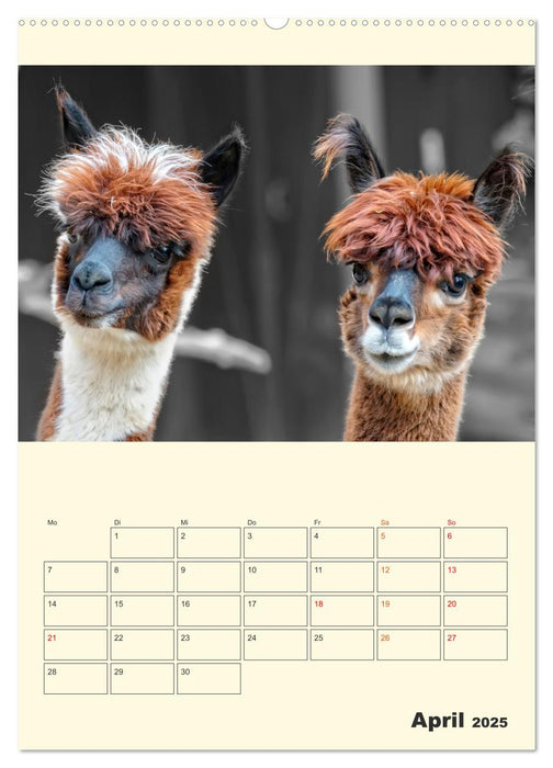 Putzige Alpakas (CALVENDO Premium Wandkalender 2025)