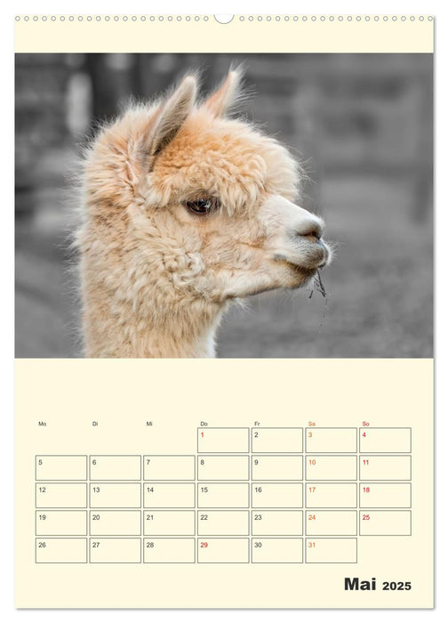 Putzige Alpakas (CALVENDO Premium Wandkalender 2025)