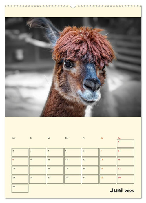 Putzige Alpakas (CALVENDO Premium Wandkalender 2025)