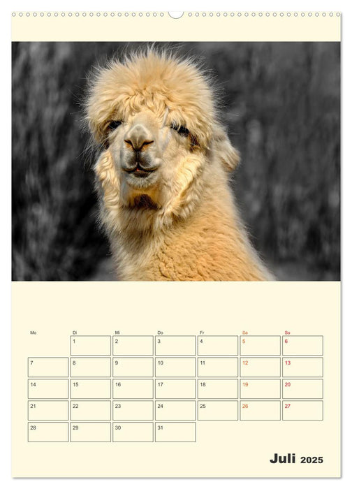 Putzige Alpakas (CALVENDO Premium Wandkalender 2025)