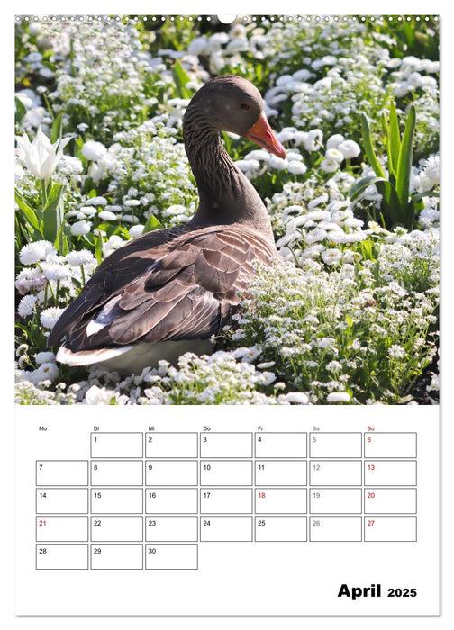 Gänse, geliebte Wasservögel (CALVENDO Premium Wandkalender 2025)