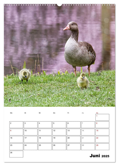 Gänse, geliebte Wasservögel (CALVENDO Premium Wandkalender 2025)