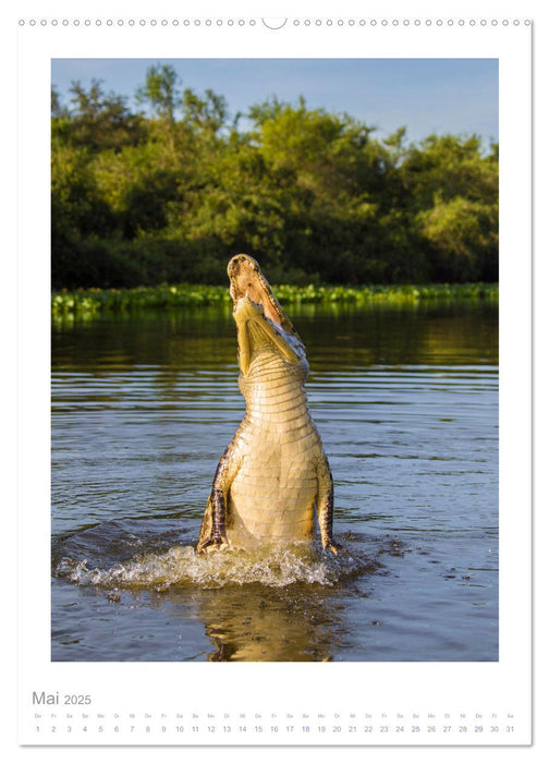 Pantanal – Einzigartiges Wildlife-Paradies (CALVENDO Wandkalender 2025)