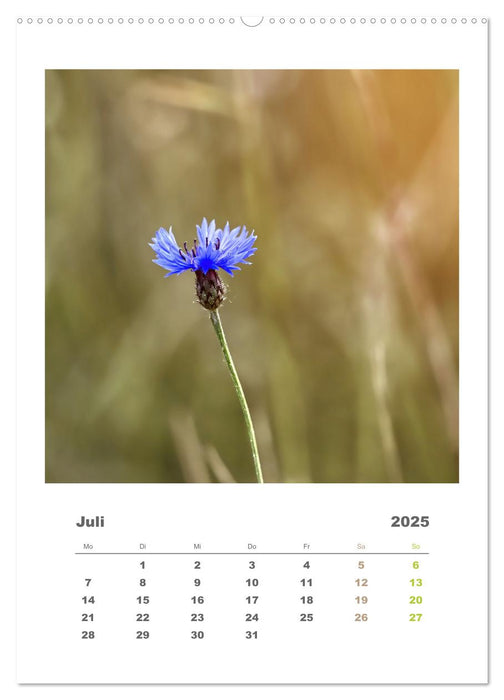 Minimalistisch, Gräser, Blüten, Blätter und Zweige im Fokus (CALVENDO Premium Wandkalender 2025)