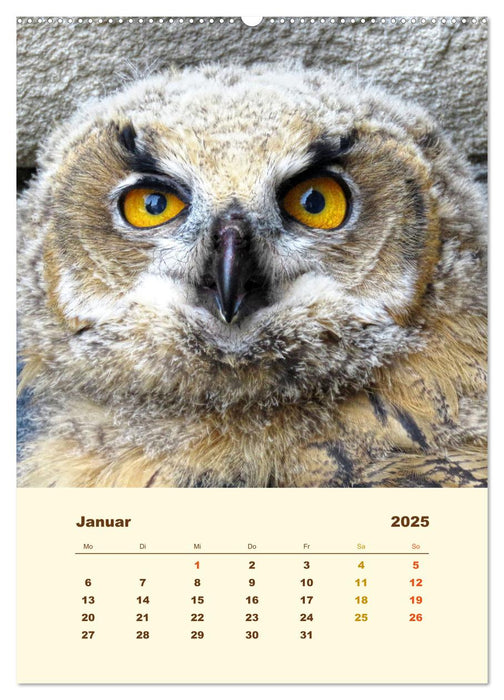 Uhu, die Faszination bernsteinfarbener Augen (CALVENDO Premium Wandkalender 2025)