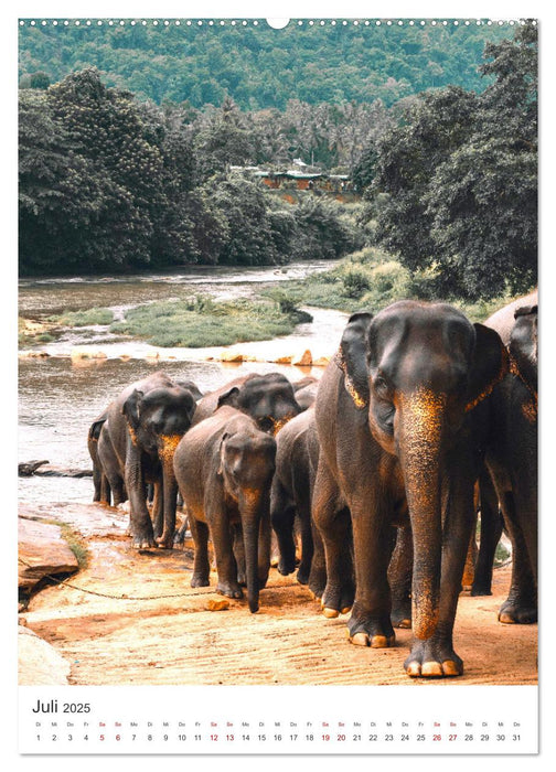 Elefanten - Die Herzeroberer der Tierwelt. (CALVENDO Premium Wandkalender 2025)