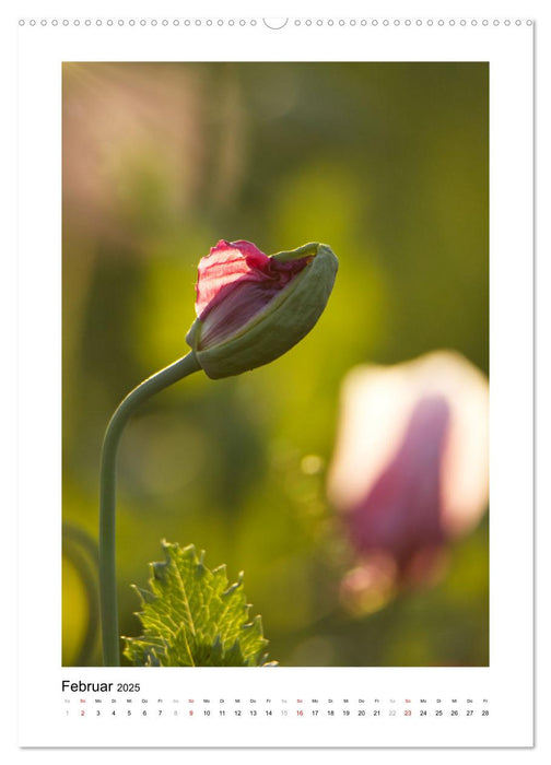 Zauber der Mohnblüte (CALVENDO Premium Wandkalender 2025)